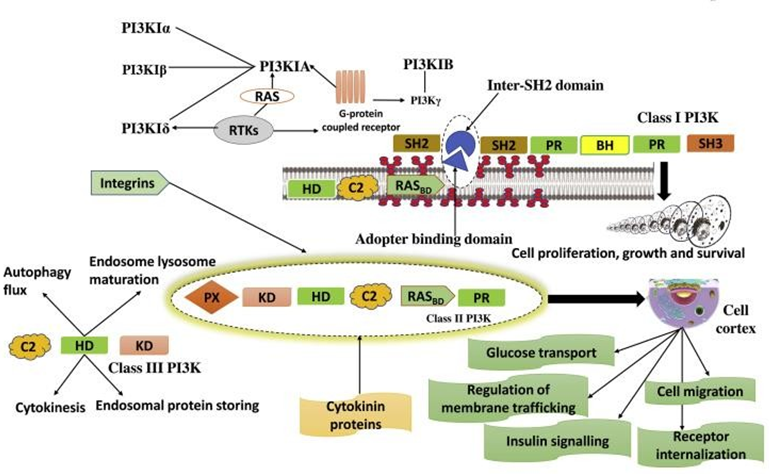 Figure 4: Regulatory mechanisms of PI3Ks. A figure showing different classes of PI3Ks along with the substrates phosphatidylinositol (PI), phosphatidylinositol phosphate (PIP), and phosphatidylinositol-bisphosphate(PIP2).