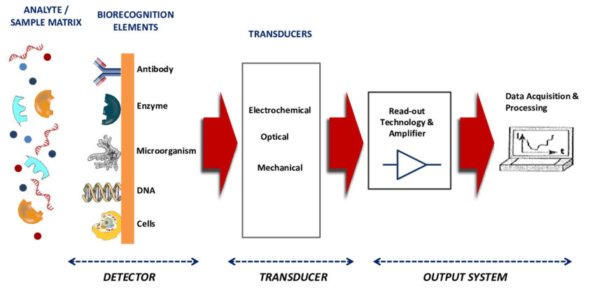 Figure 1: schematic diagram of Biosensor adapted from [26].
