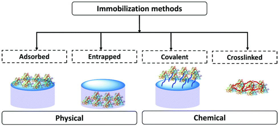 Figure 2: The genera schematic representation of immobilization techniques used for biosensor development [1].