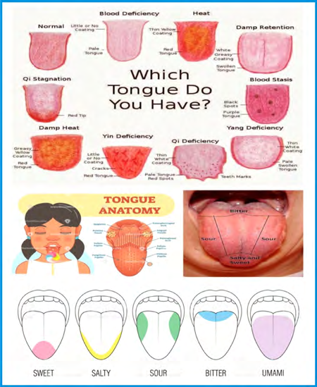 Figure 15: The anatomy of human tongue [56-58].