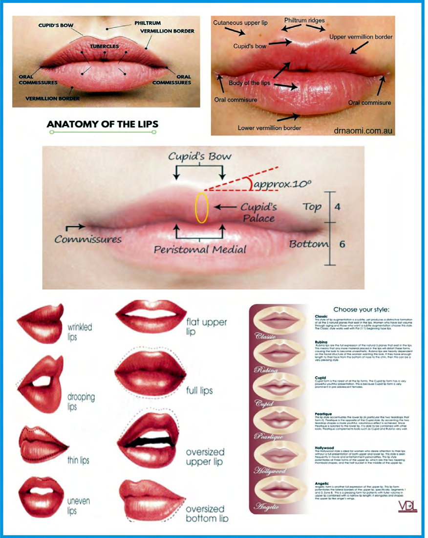 Figure 19: The anatomy of human lips and the shapes of lips [65-67].