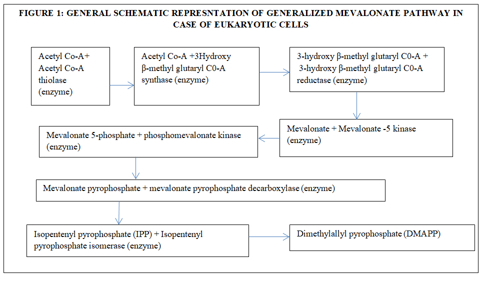 Figure 1: General Schematic Representation of Generalized Mevalonate Pathway in Case of Eukaryotic Cells.