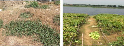 Figure 3: Chlorosis and necrosis symptoms were found in grasses and agricultural crops in dry season during this study.