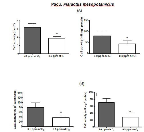 Figure 2: CarbE activity in serum (A) and liver (B) of pacu, Piaractus mesopotamicus, submitted to 42h of hypoxia. Bars represent the mean ± S.D. * Denotes statistical significance (p < 0.05) from control after Student’s non-parametric “t” test.
