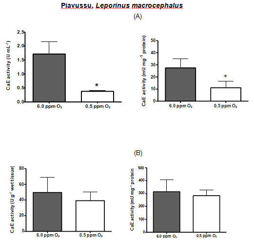 Figure 3: CarbE activity in serum (A) and liver (B) of piavussu, Leporinus macrocephalus, submitted to 24 h of hypoxia. Bars represent the mean ± S.D. * Denotes statistical significance (p < 0.05) from control after Student’s non-parametric “t” test.