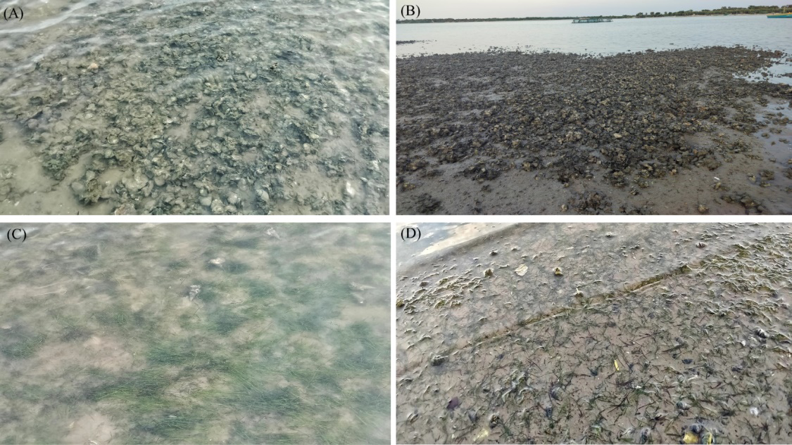 Figure 2: (A&B) Oyster bed i.e., Crassostrea sp. and Saccostrea sp.; (C&D) Seagrass bed i.e., Halodule sp.; (A&C) Intertidal zone; (B&D) low tide zone.