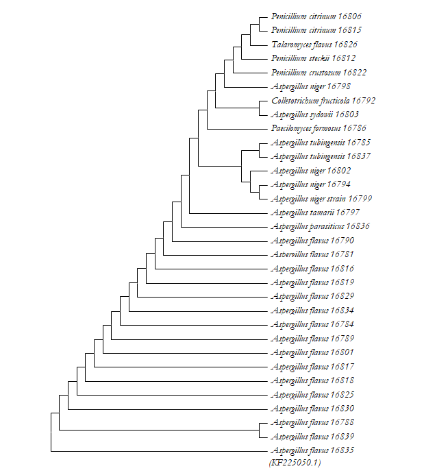 Figure 2: Phylogenetic Relationship of Isolates using the Subtree-Pruning-Regrafting (SPR) algorithm.