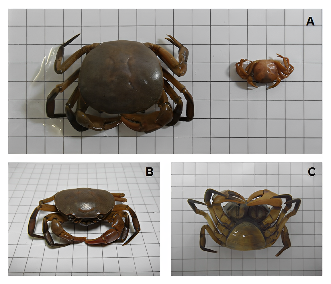 Figure 2: Adult female (left) and juvenile specimen (right) of Trichodactylus fluviatilis collected in the streams associated to the Vale Natural Reserve (A). The front (B) and ventral (C) views of the adult female are also showed. Note the anterolateral margin of the carapace with only one tooth (according to Mossolin and Mantelatto [10]). Grids are 7 x 7 mm.
