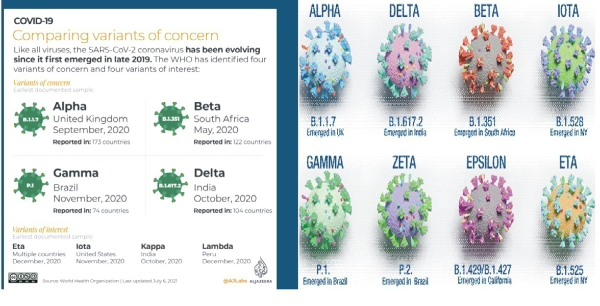 Figure 16: The different variants of SARS-CoV-2.