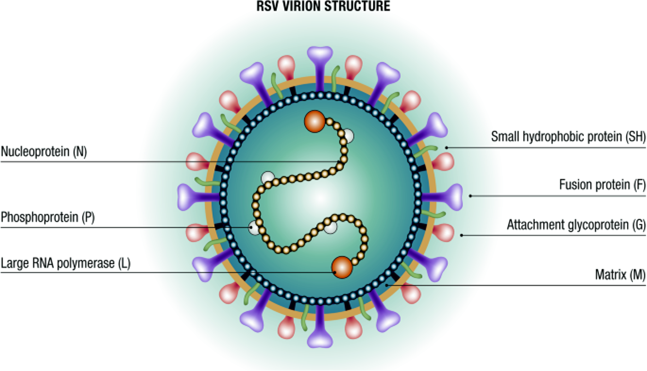 Figure 7: Structure of RSV (respiratory syncytial virus) [18].