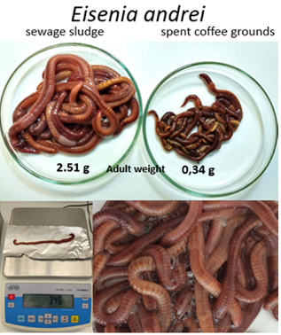 Figure 1: Variation in size and weight of mature individuals of Eisenia andrei fed fresh sewage sludge (2.51 g) (top left) or spent coffee grounds (0.34 g) (top right). Photographs showing a large specimen of Eisenia andrei (3.46 g) (bottom left) and individual specimens of Eisenia andrei collected from the vermireactor supplied with sewage sludge (bottom right).