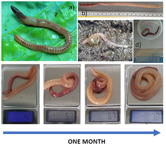 Figure 3: Weight and growth variation of individuals of the earthworm species Dendrobaena hortensis held at room temperature and fed ox ruminal content. Top line: A) External morphology of D. hortensis; B) Size (length) of the gigantic individuals of D. hortensis; C) Newly hatched individual of D. hortensis; D) Specimen of D. hortensis fed on sewage sludge at room temperature. Bottom line: Variation in body weight of D. hortensis during one month: the weight of the earthworms increased by 1 g per week until reaching a final weight of 7.8 g.