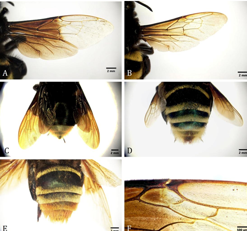 Figure 3: Veins of Eulaema bombiformis (A), E. speciosa (B) and E. nigrita (C), abdomen of E. nigrita (D), E. cingulata (E) and E. polychroma (F).