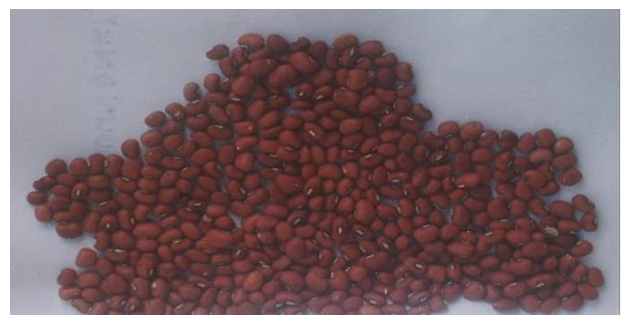 Figure 1: Brown Solojo Cowpea.