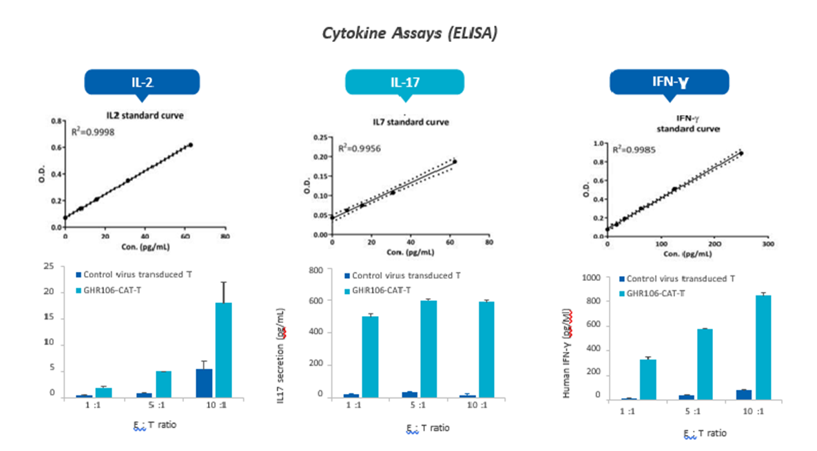 Figure 2: Demonstrations of the lysis of C33A cancer cells (T, target cells) upon co-incubation with hGHR106 (scFv-linked CAR-T cells (E, effector cells) similar to RP215-CAR-T constructs; the cytokine assays were performed with the established ELISA including IL-2 IL-IL7 and IFN-ꝩ. E/T ratios varied from 1:1, 5:1 to 10:1 respectively. Cytokine releases were shown to be GHR106-CAR-T cells dependent in all three cytokines, when compared to the negative control with virus-only-transduced T cells for co-culturing.