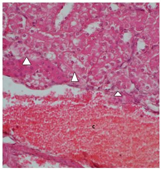 Figure 6: ** Photomicrograph showing a kidney section from a mouse dosed with 2000mg/Kg body weight of _Phragmanthera usuiensis_ methanol extract.