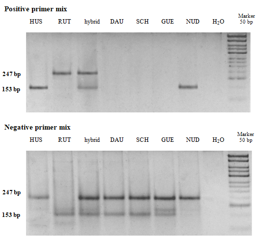 Figure 1: Electrophoresis of PCR product samples of sturgeon species with positive and negative primer mixes.