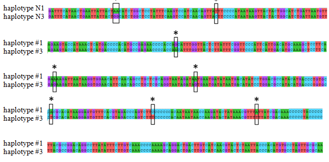Figure 2: Comparison of two haplotypes #1 and #3 of the beluga sturgeon (_Huso huso L_., 1758) (haplotype #1 occurs in the Azov Sea beluga population; haplotype #3 is typical for the Caspian beluga population and found in the analyzed individuals at the OAO “Experimental fish farm “Selets”). *Differences in the nucleotide sequences of two haplotypes are marked as rectangles.