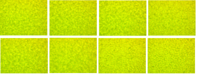 Figure 6: The various dimensions of yeast fungus colonies before going through the decontamination system tested in 8 probes. Mediation over the dimension and number of colonies was established on the number of probes more than 20. The 8 probes are represented in this figure. It is observed the dependence of colony dimension as the function on its number on the probe. With increasing the dimension, the number of colonies per same decreases.
