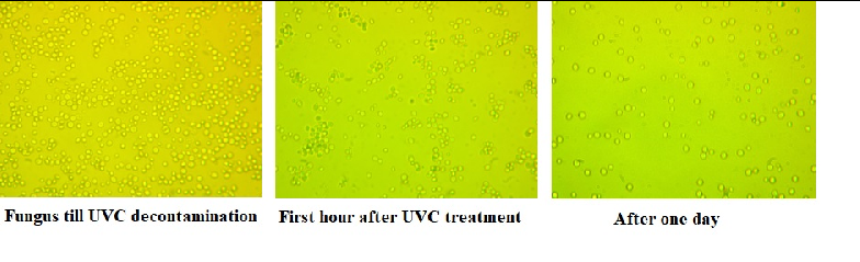 Figure 7: Decontamination with repacking spheres. The left figure represents the various dimensions of yeast fungus colonies before going through the decontamination equipment consisting of the core tube with a diameter of about 3.0 cm and length 1.0 m filled up with quart bubbles represented in Figure 6. The central figure represents the yeast fluid visualized on the optical microscope after its passing through the decontamination equipment during the5 min. As it is observed the optical microscope practically doesn’t detect the yeast fungus. The right figure represents the increase of fungus colonies in the same ”decontaminated” fluid after one day (24 hours). It is observed that the slight increase of the yeast colonies for one day.