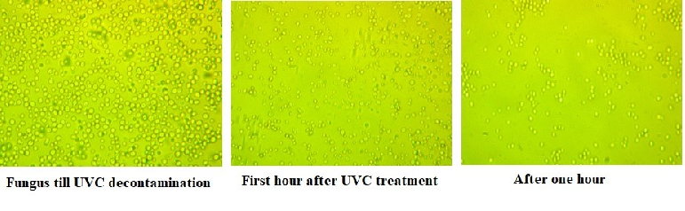 Figure 8: Decontamination with granulated metamaterial. A similar three figures were obtained for the decontamination core filled up with granulated metamaterial with a large variety of granules. It is observed that after one day the mean value of the new restoration colonies of the yeast fungus is smaller than in bubbles packing. The mean value of the new restoration colonies of the yeast fungus is smaller than in bubbles packing.