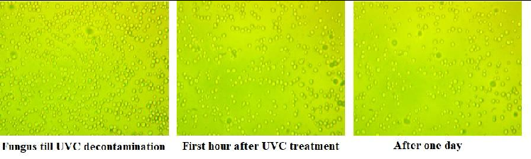 Figure 9: After 5 min of decontamination time interval the big number of yeast colonies were inactivated with fibers repacking see (Figure 9). In order to compare this metamaterial with quartz granules, we give the remaining yeast small fungus to increase during the 24 hours. This method gives us the possibility to estimate the decontamination rate of three types of the material described in Figure 9.