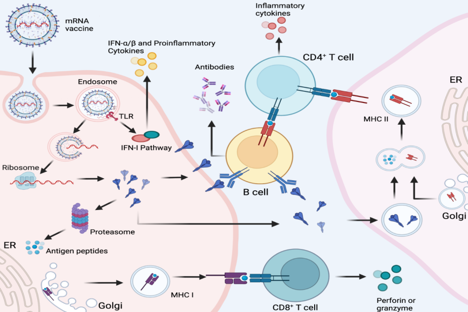 Figure 2: Cellular and humoral immune responses induced by mRNA vaccine.