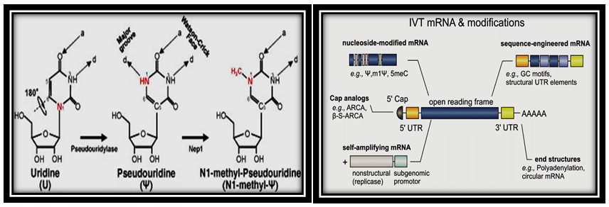 Figure 5: In vitro mRNA nucleoside modification.