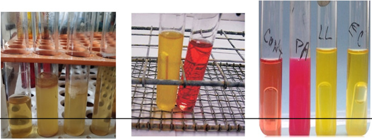 Figure 3: Salt tolerance, phenol red dextrose broth test and carbohydrate fermentation of isolates obtained from the yoghurt sample.