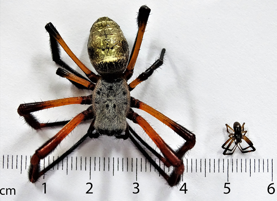 Figure 1: Comparison between females and males of Trichonephila sexpunctata. On the left a female and on the right a male.