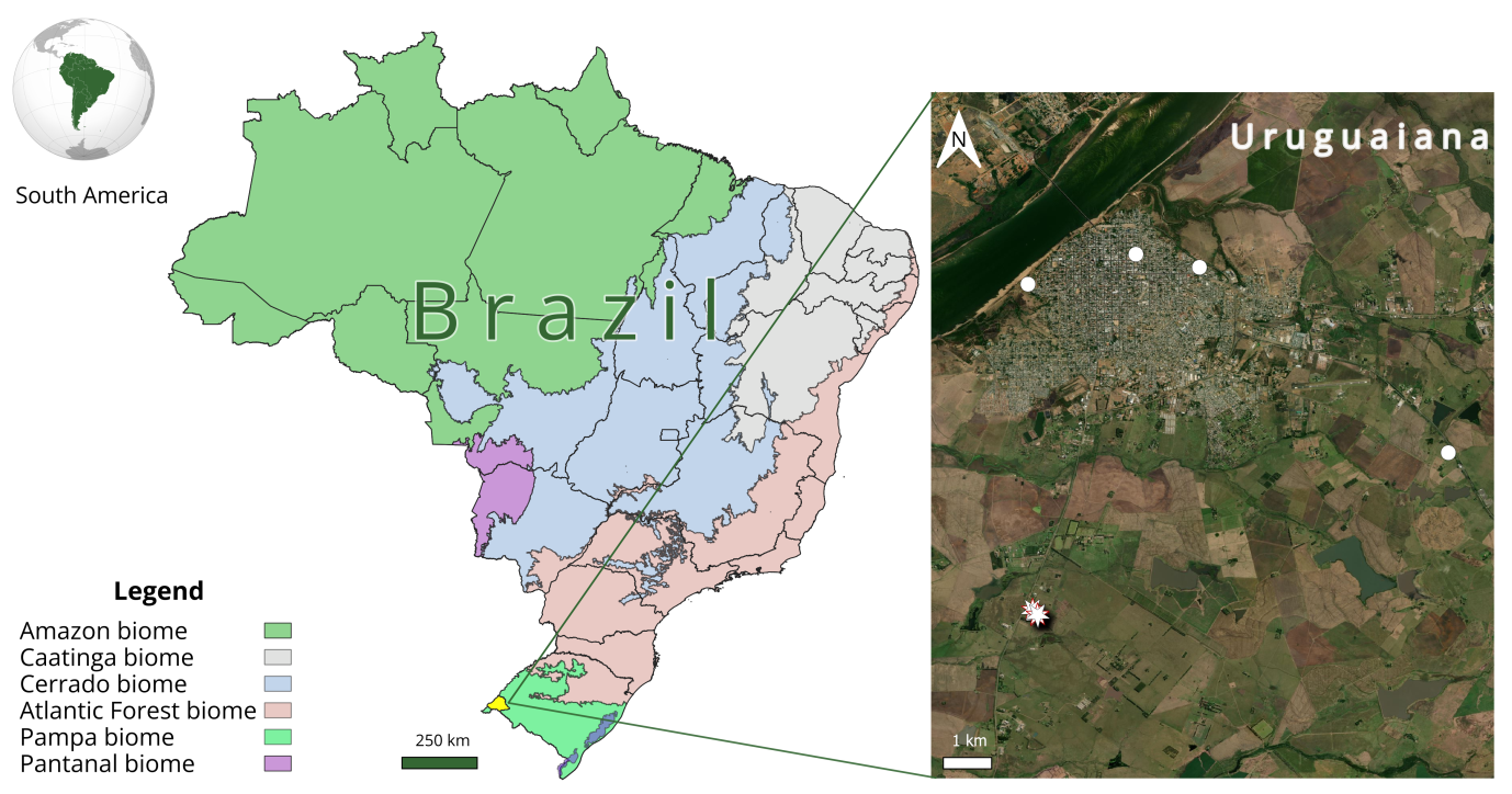 Figure 3: Geographic map showing the municipality of Uruguaiana, Rio Grande do Sul state, Brazil. The white stars indicate area where we collected specimens of Trichonephila sexpunctata which were analyzed (2017 and 2018). White circles indicate observation areas for the species in later years (2019 and 2020).