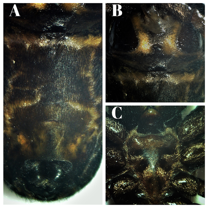 Figure 4: _Trichonephila sexpunctata_. A) Female abdomen, ventral view. B) Female, detail of epigynum. C) Female sternum.