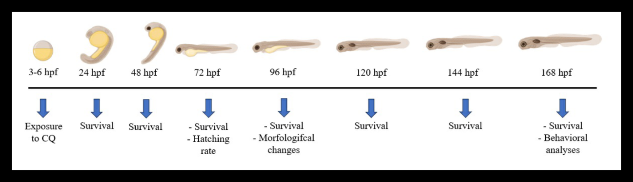 Figure 1: Timeline of exposure and subsequent experiments.