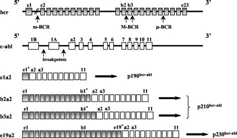 Figure 3: Molecular structure of BCR and c-ABL genes and their main translocated transcripts. Arrows indicate breakpoints in BCR and c-ABL. Asterisks show sense primers which are used for the detection of different transcripts.