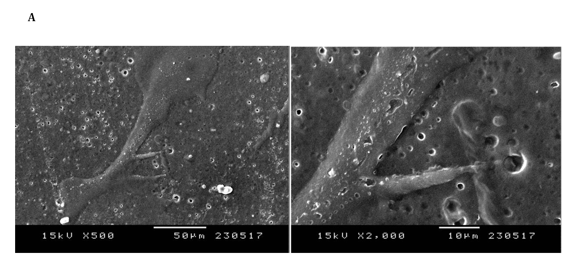 Figure 3: Scanning electron microscopy (SEM) micrographs of the surface of composite films: A: S100; B: G100; C: G50/S50.