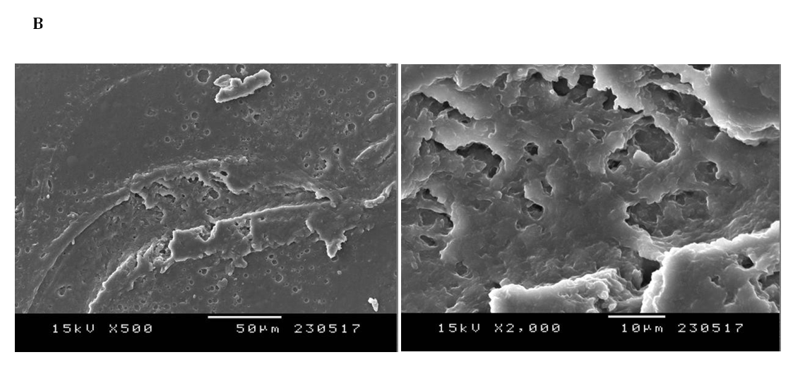 Figure 4: A major peak was located in the spectral range (i) 800-1150 cm-1 associated with bands of glycerol or sorbitol. A second peak (ii) 1200- 1250 cm-1 was attributed to the amide III band due to the interaction of N-H in-plane bending C-H vibrations. The next peak (iii) 1400-1550 cm-1 corresponded to the amide II band. Whereas, the peak located between (iv) 1600-1650 cm-1 represented the amide I band dominated by stretching vibrations of C=O and C-N groups. Finally, the last two peaks (v) 3840-3550 cm-1 (Amide A) and (vi) 3000-2100 cm-1 (Amide B) were due to N-H stretching in combination with hydrogen bonding. Amide I and amide II bands constitute the specific signal for the protein infrared spectrum and are sensitive towards their conformation.