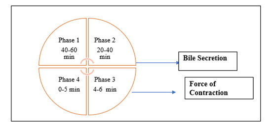 Figure 2: Illustration of the contraction motility patterns within gastrointestinal tract.