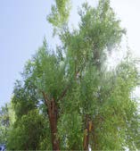 Figure 1: Image field of Siddr tree grown in Upper Egypt 2023.