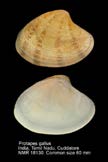 Figure 12: Protapes gallus (Source: India Biodiversity Portal)