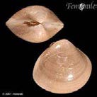 Figure 4: Meritrix meretrix (Source: Femorale, 2007).