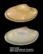 Figure 6: Paphia textile (Source: India Biodiversity Portal).