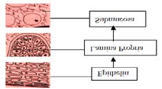 Figure 1: Different layers of oral mucosa.