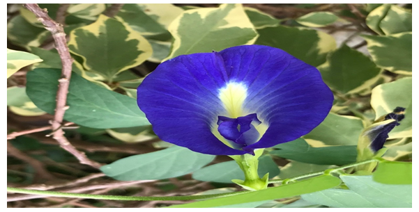 Figure 1: Flowers and foliage of plant _Clitoria ternatea L._