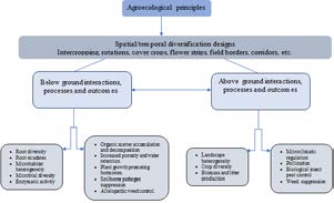 Figure 2: Below and above Ground Interactions, Processes and Outcomes under Agroecological Diversification Schemes which Promote Functional Biodiversity in Agroecosystems.