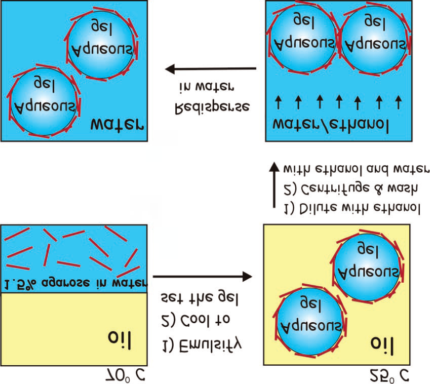 Figure 3: Schematic presentation for the preparation of colloidosomes prepared from microrods.