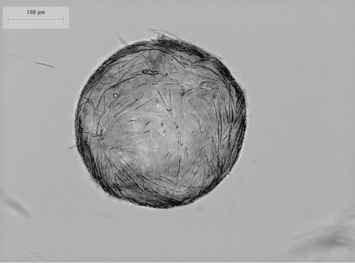 Figure 4: Hairy colloidosome microcapsules prepared from SU-8 microrod.
