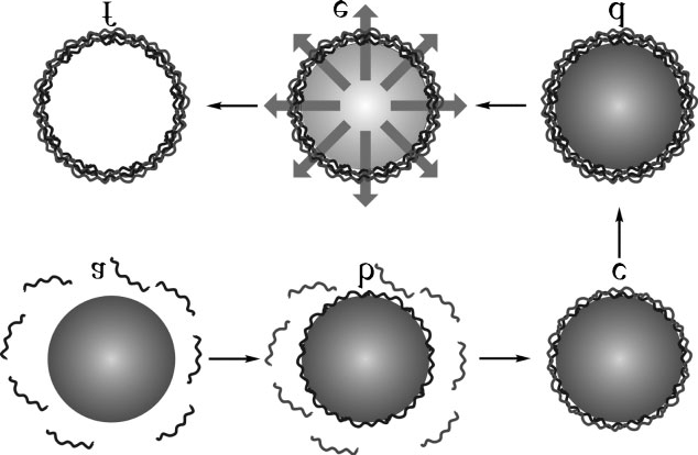 Figure 6: Schematic presentation of formation Layer by layer colloidosomes from a-d. e) Removal of the core. f) Developed hollow Layer by layer capsule.