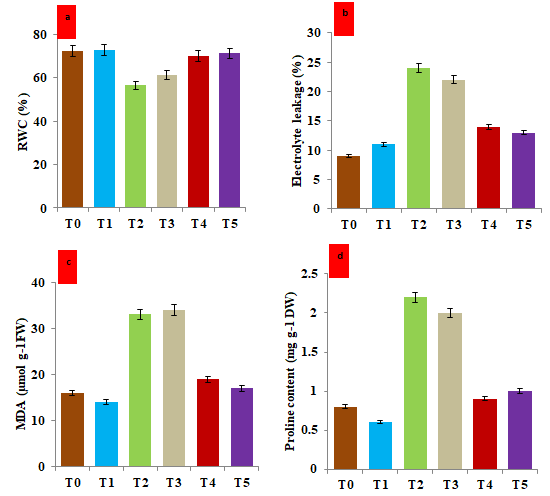Figure 4: Effect of hematite nanoparticle on the biochemical stress markers in the leaf tissue of V. mungo grown under salt and drought stress under in-vivo condition after 30 days. a) Histogram showing the percentage of relative water content (RWC) under different treatments; b) Histogram showing the electrolyte leakage under different treatments; c) Histogram showing the malonyldialdehyde (MDA) content; d) Histogram showing the proline content. T0: Control (non-stressed, non-treated) plants of V. mungo; T1: Non-stressed plants, of V. mungo treated with hematite nanoparticle; T2: Salt (NaCl) stressed plants of V. mungo; T3: Drought (Mannitol) stressed plants of V. mungo; T4: Salt (NaCl) stressed plants of V. mungo treated with hematite nanoparticle; T5: Drought (Mannitol) stressed plants of V. mungo treated with hematite nanoparticle. (Data represent the mean of three replicates (n=3), with error bars representing standard deviation of the mean. (p≤ 0.05) between treated lines and non-treated control plant exposed to the same treatment).