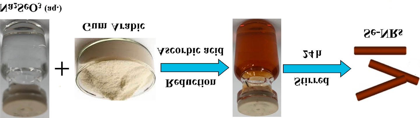 Figure 3: Green synthesis of Selenium Nanorods (Se-NRs).