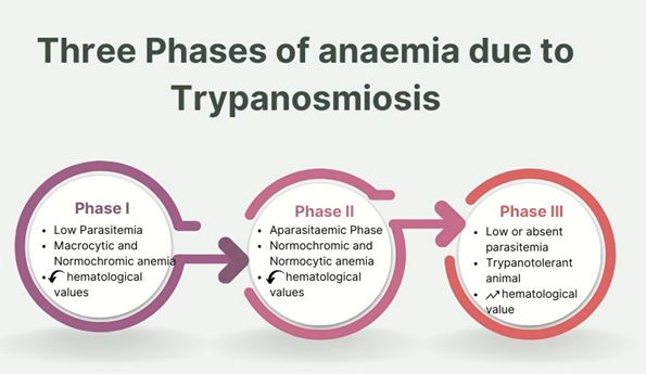 Figure 1: Diagrammatic representation of phases of anaemia in trypanosomiosis.